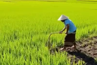 Panduan Lengkap untuk Memulai dan Mengembangkan Usaha Pertanian | budidaya